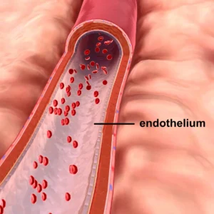 blood vessel endothelium cells