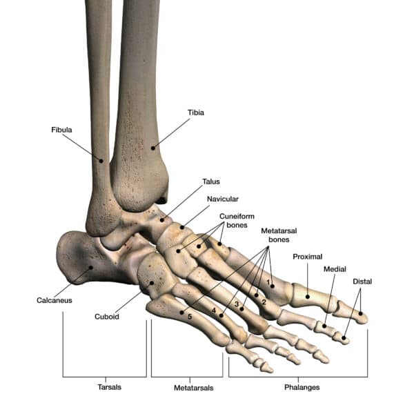 bones of the foot anatomy