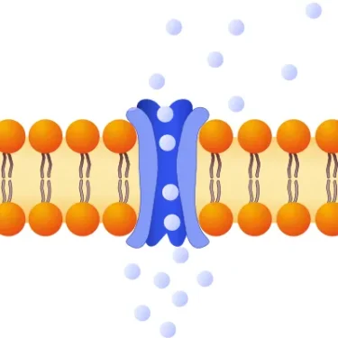 calcium ions signalling pathways