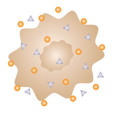 cell with oxidative stress