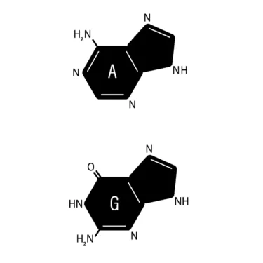 guanine adenine nucleotides