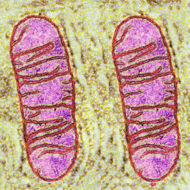 mitochondria under microscope