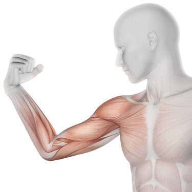 muscles of the arm