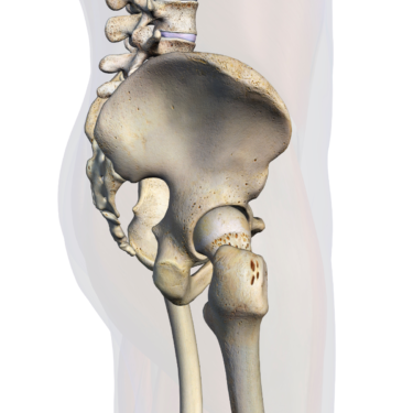 pelvic and hip bones