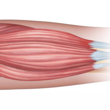 soft tissue muscle